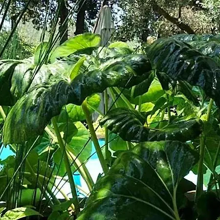 Icidia מלון